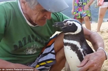 南美洲麦哲伦企鹅全身油污被救起 每年游8千公里见恩人