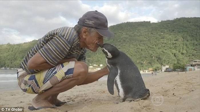 南美洲麦哲伦企鹅全身油污被救起 每年游8千公里见恩人