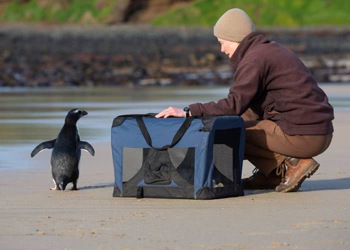 新西兰濒危峡湾企鹅为寻找食物长途跋涉2500公里至澳洲获救