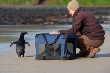 新西兰濒危峡湾企鹅为寻找食物长途跋涉2500公里至澳洲获救