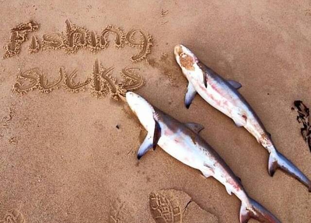 澳洲渔民疑为了自拍对两条鲨鱼狠下毒手