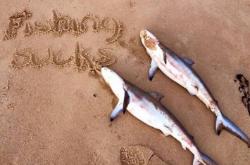 澳洲渔民疑为了自拍对两条鲨鱼狠下毒手