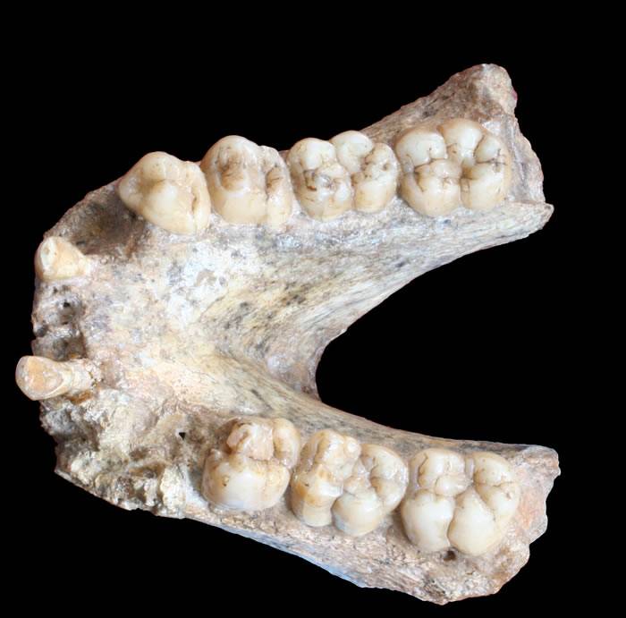 广西田东县祥周镇布兵村吹风洞距今190万年的巨猿牙齿化石中成功提取遗传物质