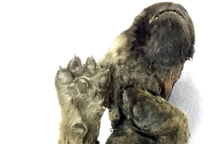 俄罗斯萨哈共和国发现1.8万岁木乃伊幼崽“多戈尔” 可能是人类发现的最古老的狗