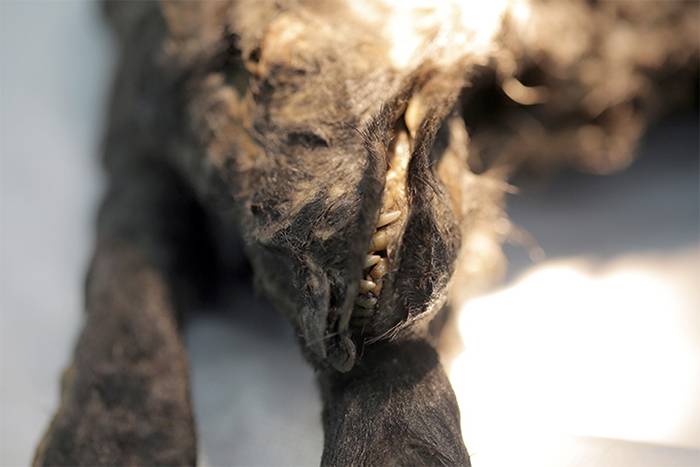 俄罗斯萨哈共和国发现1.8万岁木乃伊幼崽“多戈尔” 可能是人类发现的最古老的狗