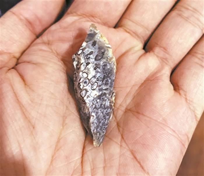 广东西樵山古人类使用过的石器上发现五千万年前古生物化石