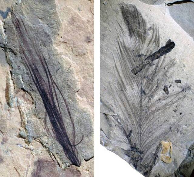 澳洲发现的1.2亿年前白垩纪早期羽毛化石是覆羽恐龙曾生活在地球极点的首项确凿证据