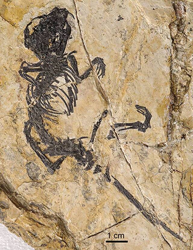 早白垩世多瘤齿兽类新属种——盖氏热河俊兽化石揭示哺乳动物中耳演化新模式