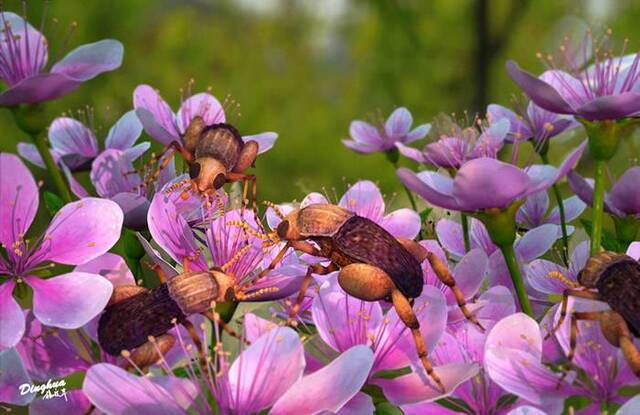 最早的有花植物昆虫传粉证据：白垩纪缅甸琥珀中发现携带大量花粉的“缅甸访花花蚤”