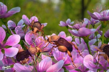 最早的有花植物昆虫传粉证据：白垩纪缅甸琥珀中发现携带大量花粉的“缅甸访花花蚤”