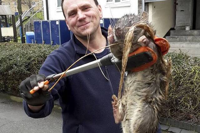 英国伦敦惊见11kg巨鼠