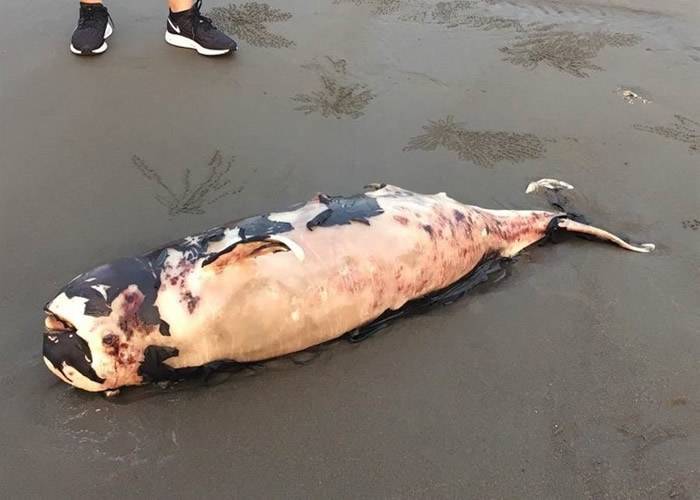 台湾苗栗沙滩发现死亡江豚 尸体脱皮腐烂疑曾遭狗啃噬