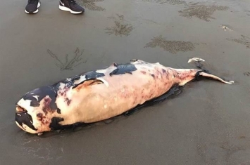 台湾苗栗沙滩发现死亡江豚 尸体脱皮腐烂疑曾遭狗啃噬