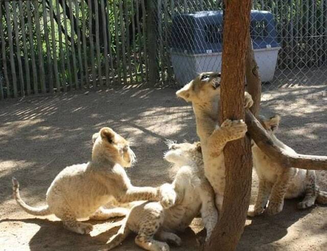 英国女子到南非打工旅游在保护区照顾小狮子 无意中却成笼中狩猎帮凶