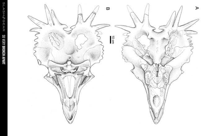 加拿大发现的阿尔伯塔戟龙（头骨编号UALVP55900）可能改变已经流传200年的假设
