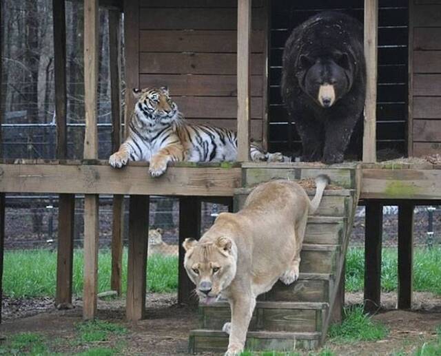 美国黑熊、非洲狮、孟加拉虎在收容所共处15年情如兄弟