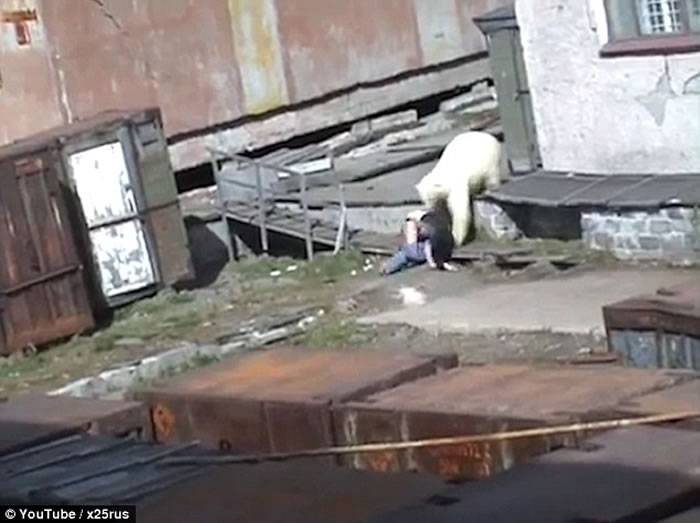 俄罗斯男子将狗狗抛向北极熊惹网民愤怒