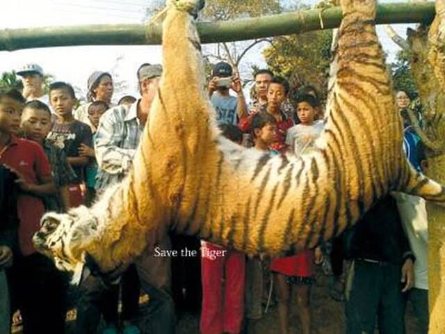 印度一只濒临绝种的孟加拉虎闯进那加兰邦村庄被射杀身亡