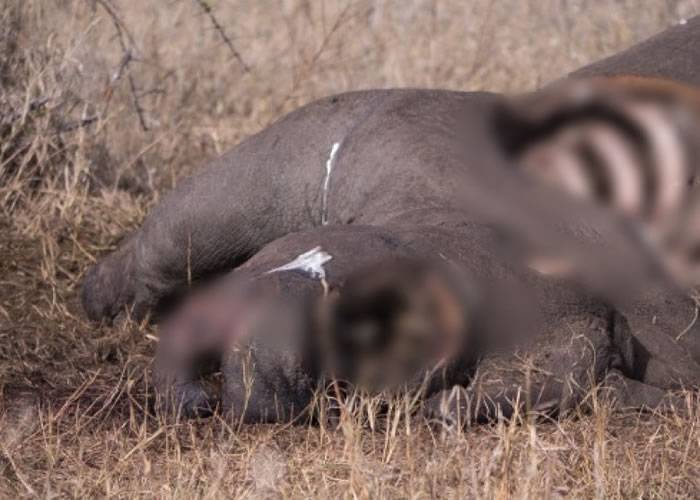 南非克鲁格国家公园两只狮子及逾百只秃鹰进食有毒大象尸体后死亡