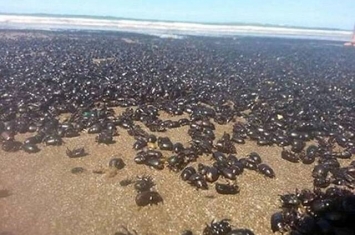 阿根廷度假区海滩被百万甲虫入侵