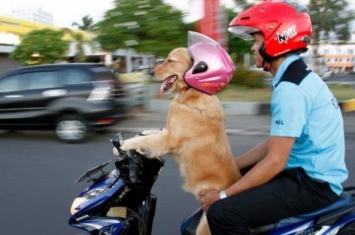 印度尼西亚黄金猎犬Sidney戴着太阳眼镜驾驶摩托车“载”着主人兜风