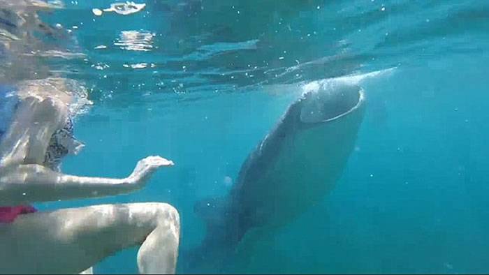 英国女孩在菲律宾海域潜水被鲸鲨轻咬难忍其痒 朋友疯狂大笑