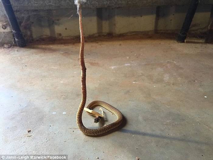 澳大利亚西部一户家庭后院毒蛇落入蜘蛛网无法脱身
