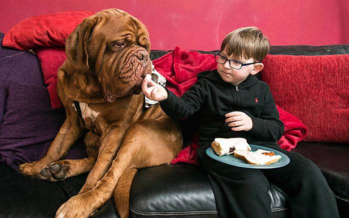 英国波尔多獒犬发现小主人有眼疾 保住他的视力