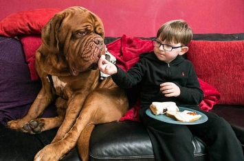 英国波尔多獒犬发现小主人有眼疾 保住他的视力