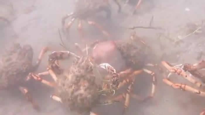 澳洲维多利亚州飞利浦港湾章鱼误入巨型螃蟹地盘 惨遭围攻分尸吞下肚