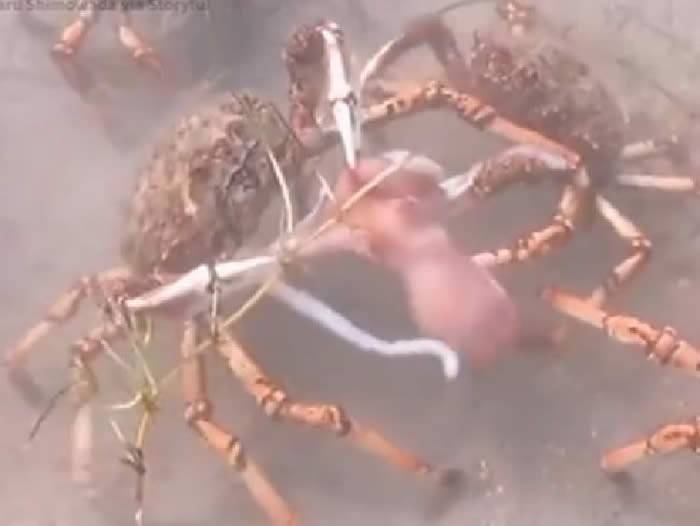 澳洲维多利亚州飞利浦港湾章鱼误入巨型螃蟹地盘 惨遭围攻分尸吞下肚