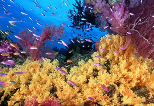 世界上最大的珊瑚礁是什么
