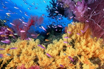 世界上最大的珊瑚礁是什么