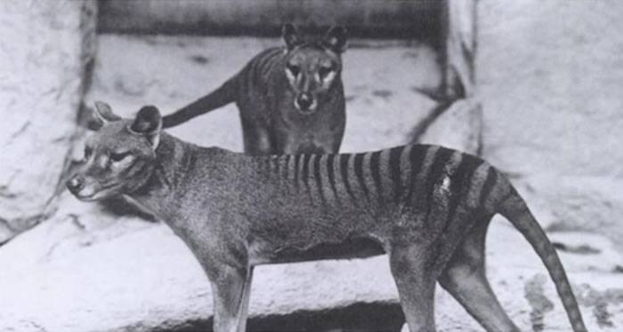 澳大利亚发现1936年就已灭绝的塔斯马尼亚虎（袋狼）？