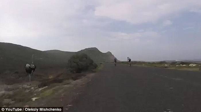 新奇影片：南非单车骑士竞速 遭鸵鸟乱入