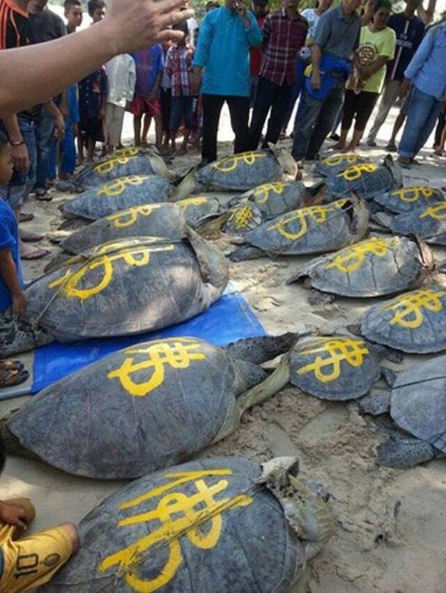 “印尼救海龟大行动”将海龟绑到海滩上并在龟壳上写个大“佛”字后放生