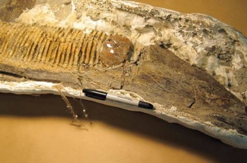 加拿大发现的7500万年前鸭嘴龙颚骨化石顶部有个含有树木和蚜虫的琥珀