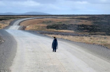 南美洲东福克兰群岛迷途国王企鹅上公路不怕人摇屁股一直走