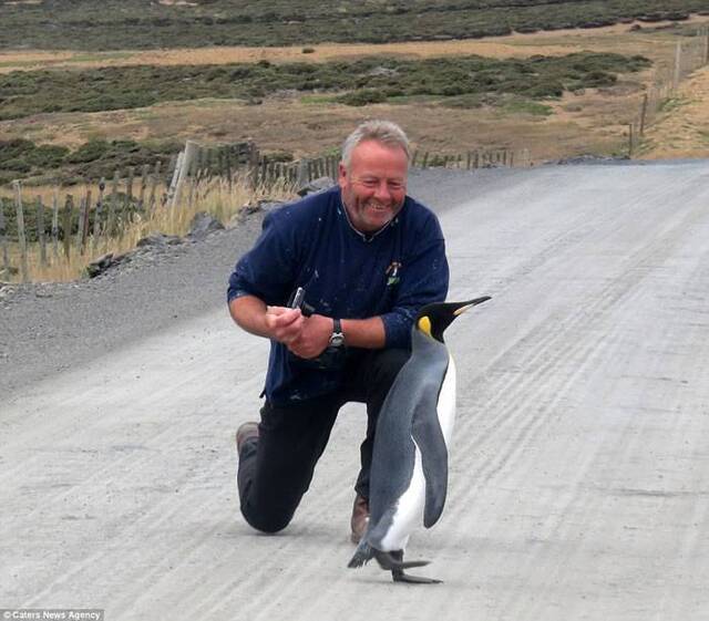 南美洲东福克兰群岛迷途国王企鹅上公路不怕人摇屁股一直走