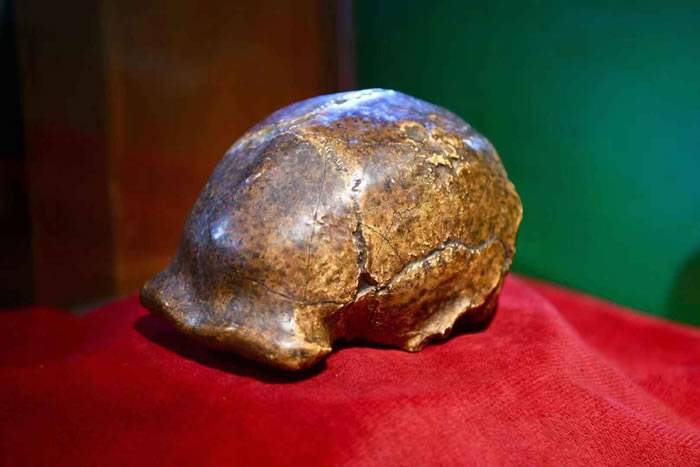 中国古动物馆开设特展《90周年纪念展》 北京猿人头盖骨化石模型重磅展出