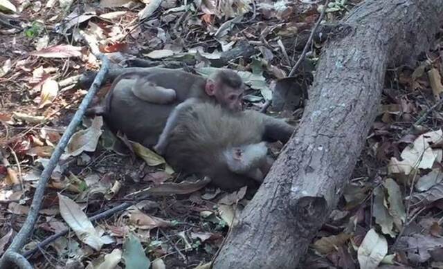 泰国母猴被车撞死 小猴子紧抱妈妈发出呜呜呜哭声