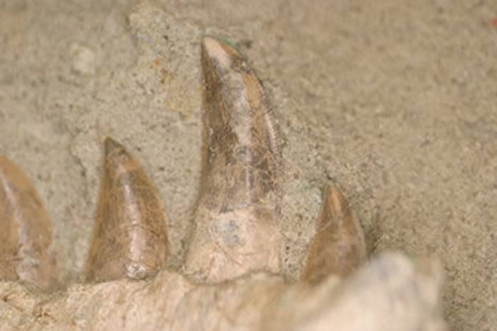 马达加斯加发现的食肉恐龙Majungasaurus会迅速更换牙齿