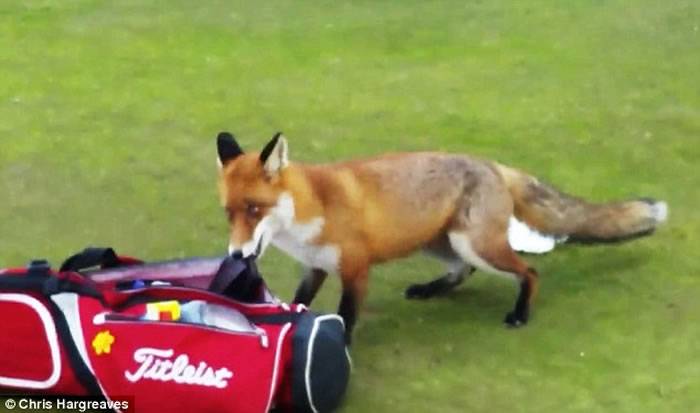 爱尔兰野生狐狸闯高尔夫球场偷走钱包