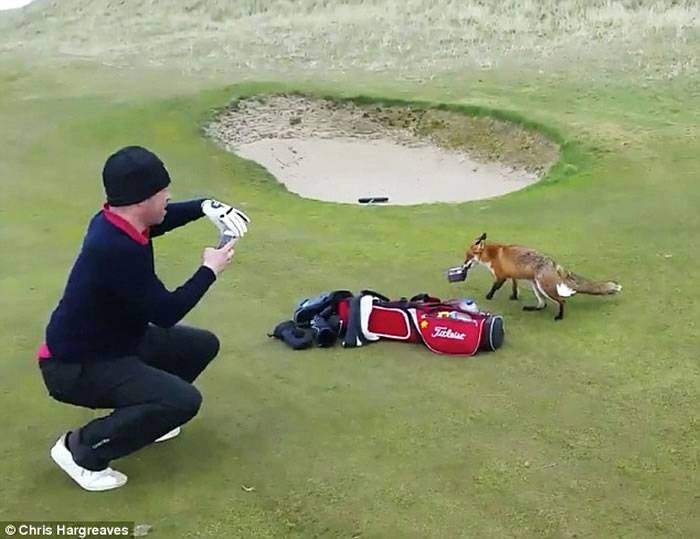 爱尔兰野生狐狸闯高尔夫球场偷走钱包