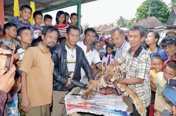 印尼村民抓到苏门答腊虎竟然杀来煮汤吃了 全世界仅剩400只！