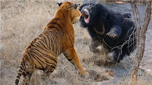 老虎会捕杀熊吗