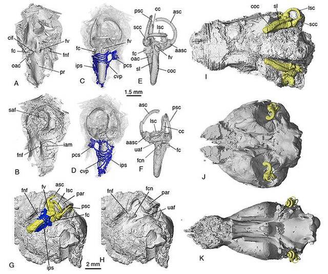 李氏源掠兽研究成果：基干兽类听觉和咀嚼器官的模块式演化与分离