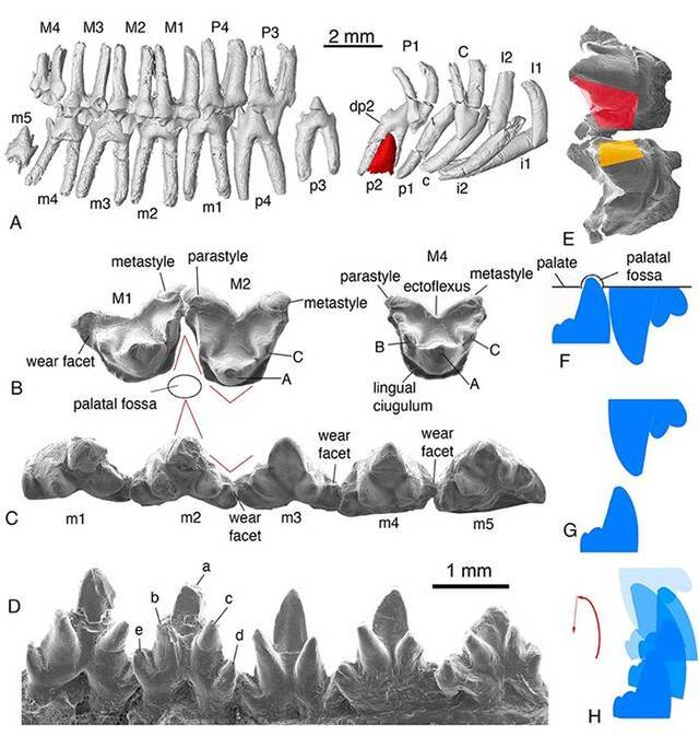 李氏源掠兽研究成果：基干兽类听觉和咀嚼器官的模块式演化与分离