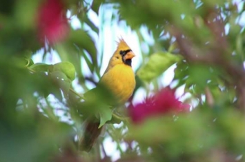 美国佛罗里达州圣露西港发现罕见明黄色北美红雀
