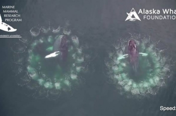 美国研究人员在阿拉斯加海域捕捉到惊人画面：座头鲸吹出网状大气泡